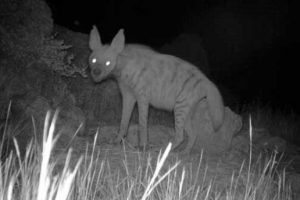 Leopardan sonra &ccedil;izgili sırtlan!
