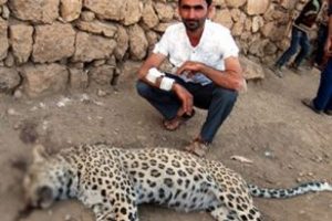 Leoparı vuranlara su&ccedil; duyurusu