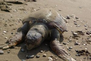 &Ouml;len caretta caretta sahile vurdu