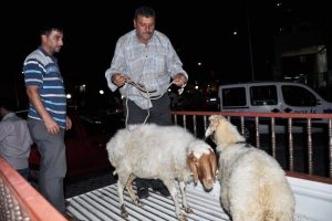 &Ccedil;alınan koyunları polis buldu