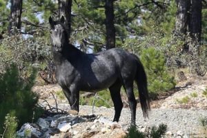 Efsane ilk kez g&ouml;r&uuml;nt&uuml;lendi