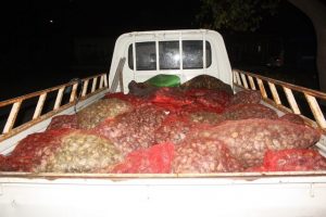1,5 ton midye yakalandı