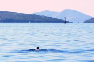 Bodrum Limanı'nda Akdeniz foku g&ouml;r&uuml;ld&uuml;
