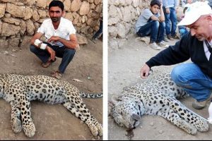 Leoparı &ouml;ld&uuml;rmenin cezası belli oldu