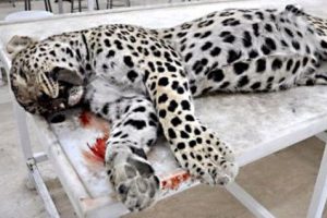 Leoparı &ouml;ld&uuml;ren &ccedil;obana para cezası
