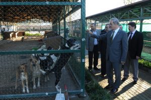 Sahipsiz hayvanlar artık barınakta