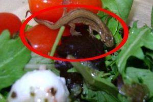 Salatanın i&ccedil;inden kertenkele &ccedil;ıktı