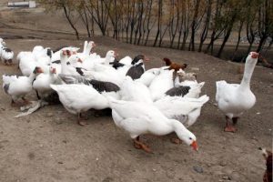 Kaz yetiştiriciliğine bilimsel destek