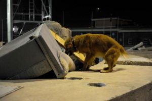 Sokak k&ouml;peği R&uuml;zgar, hayat kurtaracak