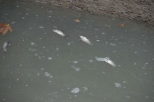 B&uuml;y&uuml;k Menderes Nehri'ndeki kirliliğe inceleme