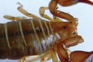 İşte T&uuml;rk akrebi: Euscorpius lycius