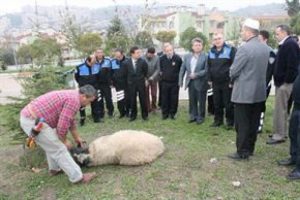 "Bela savuşturmak" i&ccedil;in kurban kesti