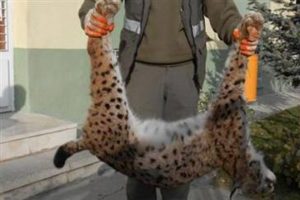 Leopardan sonra vaşak da &ouml;ld&uuml;rd&uuml;ler