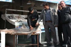 Şanlıurfa'da k&ouml;pek balığı şaşkınlığı