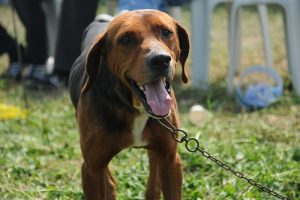 K&ouml;peğini başıboş bırakan yandı