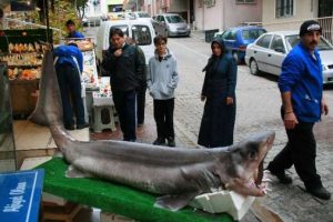 Jaws İstanbul'da