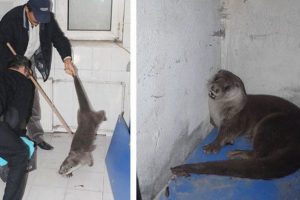 Nesli hızla t&uuml;kenen su samuru Batman'da ortaya &ccedil;ıktı