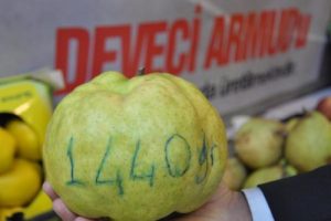 1,5 kiloluk deveci armuduna b&uuml;y&uuml;k ilgi