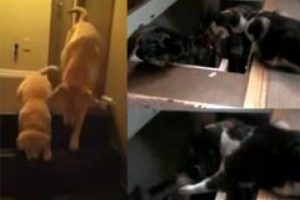 Antalya'da kedi vahşeti!