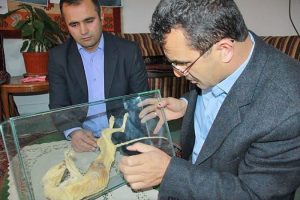 Cami temelinde hayvan fosili bulundu