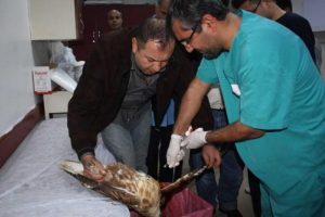 Yaralı şahin i&ccedil;in sağlık &ccedil;alışanları seferber oldu