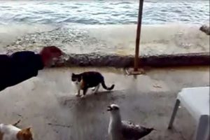 Martı ile kedinin yemek kapma savaşı