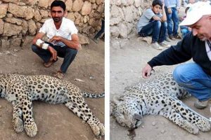Leopar değil İran Parsı &ccedil;ıktı!
