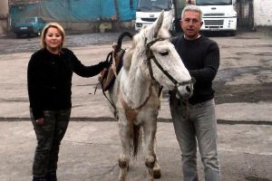 &Ccedil;&ouml;p toplayan katırlara iyileştirme