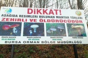 Uludağ'da afişli zehirli mantar uyarısı