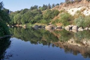 Asi &uuml;zerindeki balık &ouml;l&uuml;mleri korkuttu