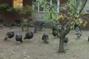 Hindiler istila etti