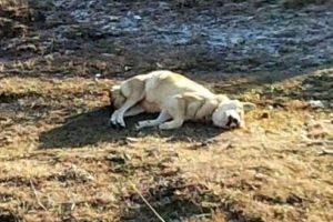 'Asena'yı ka&ccedil;ak avcılar vurdu!