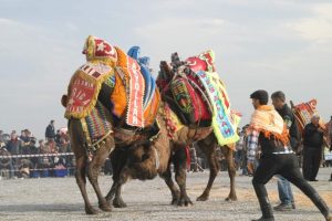 Develer ka&ccedil;tı sahipleri kovaladı