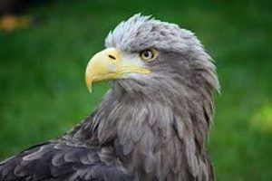Amerika'da şok eden ceza