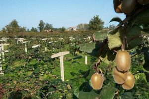 Bursa &ccedil;ift&ccedil;isi kivi ile ihya olacak - &Ouml;ZEL HABER