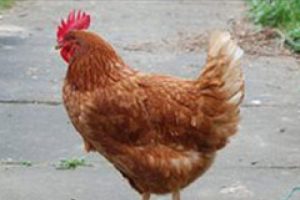12 bin hayvan telef oldu