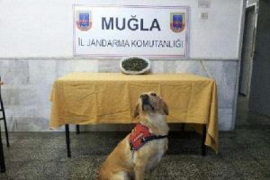 Jandarmadan esrar operasyonu