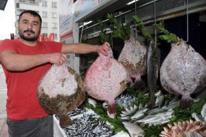 Hamsinin bolluğu kalkana yaradı