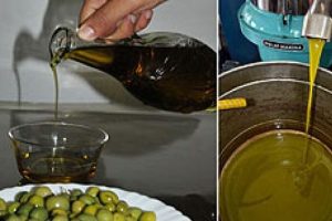 T&uuml;rk zeytinleri Tayland'da