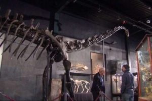 160 milyon yıllık dinozor iskeletine servet