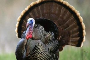 İngilizler hindiye neden Turkey dedi?