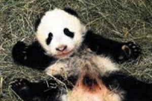 Hoş geldin Fu Bao!