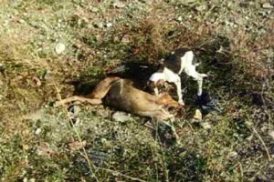 K&ouml;pekler a&ccedil;lıktan birbirini par&ccedil;alıyor