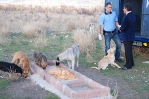 A&ccedil; k&ouml;pekler birbirlerini yedi mi ?