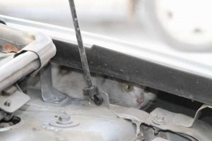 S&uuml;r&uuml;c&uuml;lere kedi uyarısı