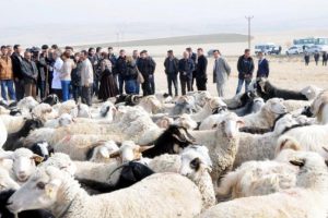 İlk resmi &ccedil;obanlık kursu a&ccedil;ıldı