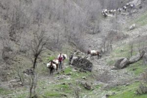 Ka&ccedil;ak&ccedil;ılar artık kamuoyuna ilan edilecek