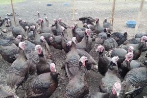 Yılbaşı sofralarının baştacı satışa &ccedil;ıktı