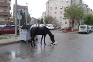 Şehrin g&ouml;beğinde alışık olunmayan g&ouml;r&uuml;nt&uuml;