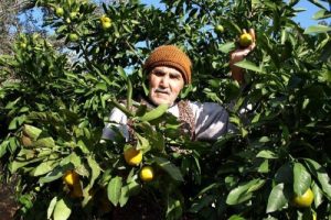 Mandalina iş&ccedil;ileri kaza yaptı: 2 &ouml;l&uuml; 30 yaralı